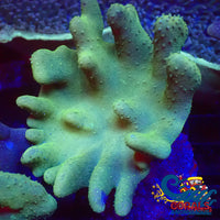 Toxic Green Million Devils Hand Toadstool Toadstool