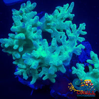 Green Finger Leather Toadstool Sinularia Toadstool