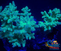 Green Finger Leather Toadstool Sinularia Toadstool