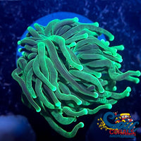 Aussie Teal Tip Green Torch Torch