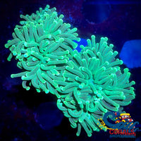 Aussie Teal Tip Green Torch Torch