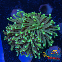 Aussie Teal Tip Green Torch Torch