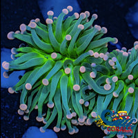 Aussie Pink Tip Green Torch Torch