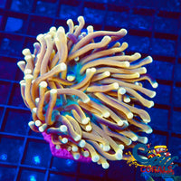 Ca Spartan Greed Torch Torch