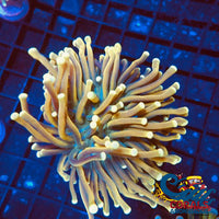 Ca Spartan Greed Torch Torch