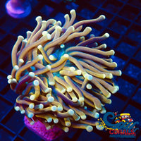 Ca Spartan Greed Torch Torch