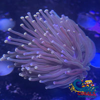 Cotton Candy Tip Dark Green Torch (Single Polyp) Torch