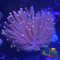 Cotton Candy Tip Dark Green Torch (Single Polyp) Torch