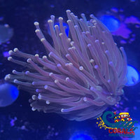 Cotton Candy Tip Dark Green Torch (Single Polyp) Torch