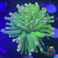 Pink Tip Neon Green Torch (Single Polyp) Torch