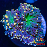 aussie orange tip joker torch 2