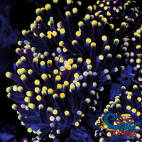 aussie orange tip rasta torch