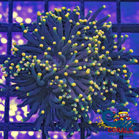 aussie orange tip rasta torch 3