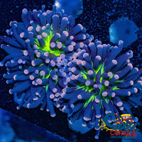 aussie pink tip joker torch