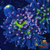 aussie pink tip joker torch 2