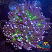aussie pink tip joker torch 3