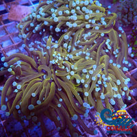 Fat Head Indo Gold Torch Torch