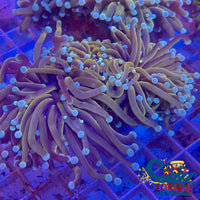 Fat Head Indo Gold Torch Torch