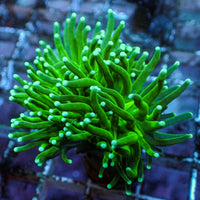 Indo Teal Tipped Green Torch 2
