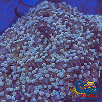 Light Yellow-Green Cristata Torch Torch