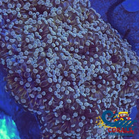 Light Yellow-Green Cristata Torch Torch