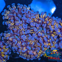 Mini Gold Cristata Torch Torch