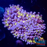 Mini Gold Cristata Torch Torch