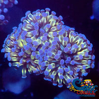 Mini Gold Cristata Torch Torch