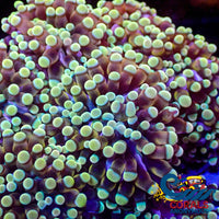 Mini Gold Sky Cristata Torch Torch