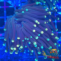 Ultra Orange And Teal Tip Green Torch Torch