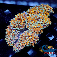 Ultra 24K Aussie Gold Torch Torch