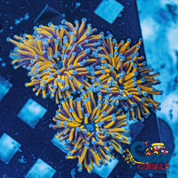 Ultra 24K Aussie Gold Torch Torch