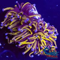 Aussie Gold Torch Torch