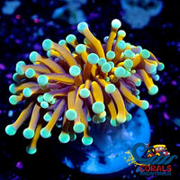 Ultra 24K Aussie Gold Torch Torch