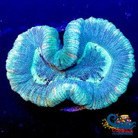 Green Trachy (2-4) Trachy