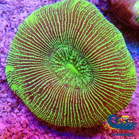 Neon Green Striped Trachy (2-3) Trachy