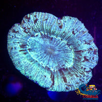 Teal Trachy (2-3) Trachy