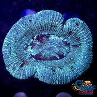 Teal Trachy (2-3) Trachy