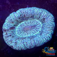 Teal Trachy (2-3) Trachy