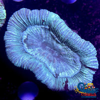 Teal Trachy (2-3) Trachy