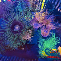 Assorted Tube Anemones (3 Anemones) Tubeanemone