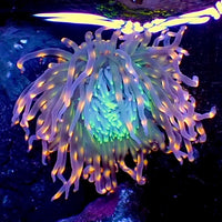 Ultra Toxic Peach Spark Tube Anemone (2-4") - Corals Anonymous