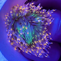 Ultra Toxic Peach Spark Tube Anemone (2-4") - Corals Anonymous