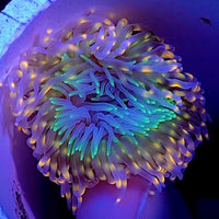 Ultra Toxic Peach Spark Tube Anemone (2-4") - Corals Anonymous