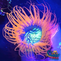Neon Bright Orange Skittle Tube Anemone Tubeanemone