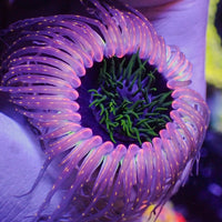 Peach Spark Joker Tube Anemone