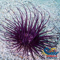 Purple Lotus Tube Anemone (3-5) Tubeanemone