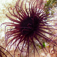 Purple Lotus Tube Anemone - Corals Anonymous