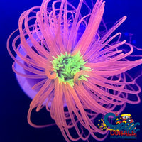 Neon Skittle Pink Tube Anemone Tubeanemone