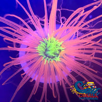 Neon Skittle Pink Tube Anemone Tubeanemone